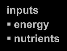 Ecosystem inputs nutrients cycle energy