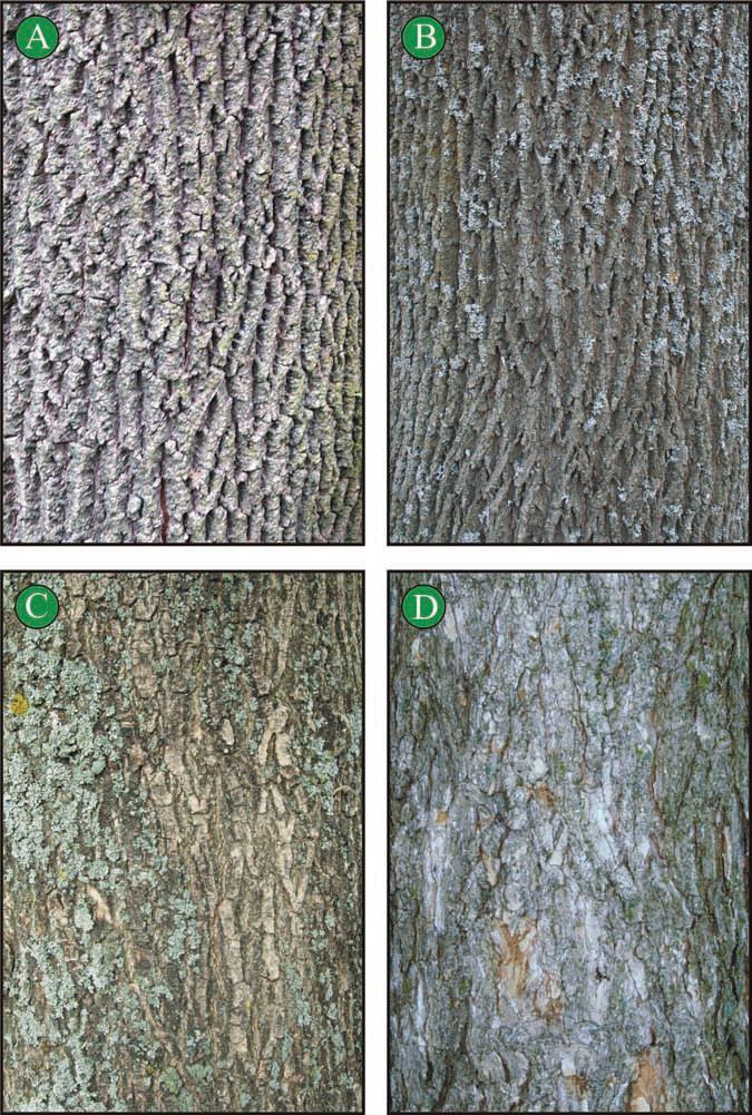 Mature bark of : A green/red ash, B white ash, C