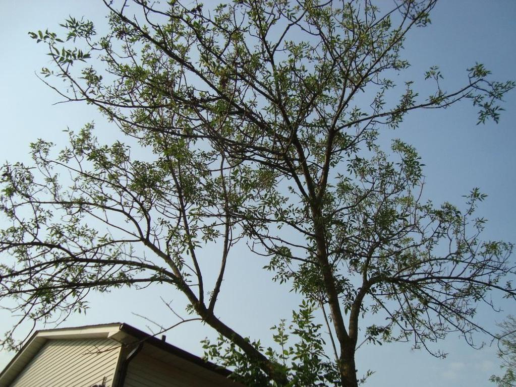 Symptoms on the tree Canopy