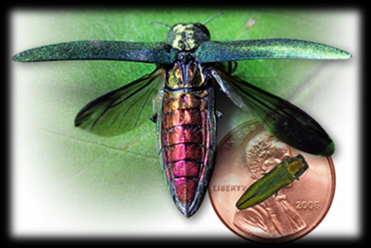 EAB Adult beetle is dark metallic green Bullet shaped about 8.