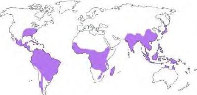 Globally abundant (Asia Africa