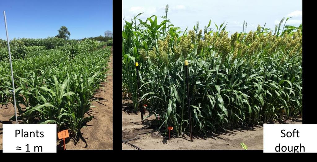 This experiment looked at the potential yield and nutritive value of forage sorghum when it is fully irrigated.