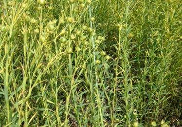 Flax Respoe to Fungicide Locatio: 1) Indian Head 2) Canora 3) Swift Current Treatments