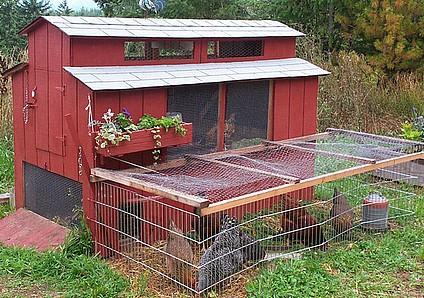 Many other cities allow between three and unlimited chickens in residential areas.