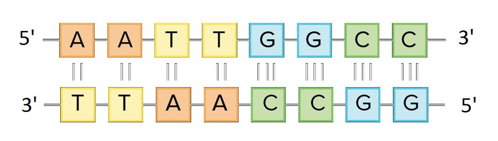 Structure Nucleic Acids: o Nucleotides are made up of 3 things: A phosphate group (same on all nucleotides) 5 Carbon sugar molecule (same on all nucleotides) (Different on each nucleotide) Adenine