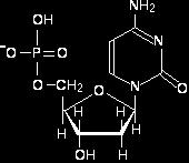 nucleotide