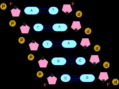 A final structure for DNA
