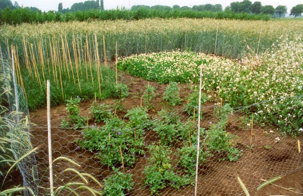 self-fertilizing crop:
