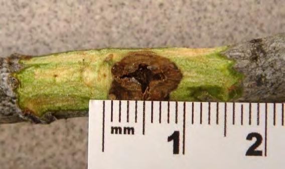 Walnut Twig Beetle Pityophthorus