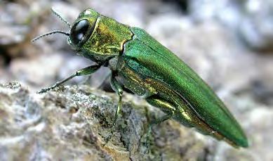 Emerald Ash Borer Causes mortality in all ash species 20