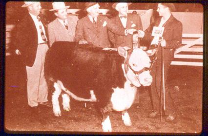 "Coblepond New Yorker" 1988 Grand Champion Bull, National