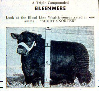 Economic implications of recessive genetic factors An early '50's advertisement that superimposed a measuring stick in the picture of this bull who was