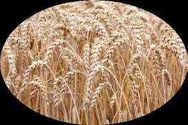 wheat,  9
