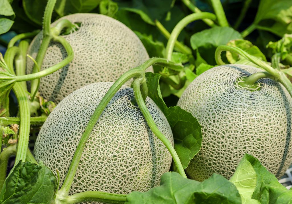 Integrated Pest Management Improvements in California Melons from 2003