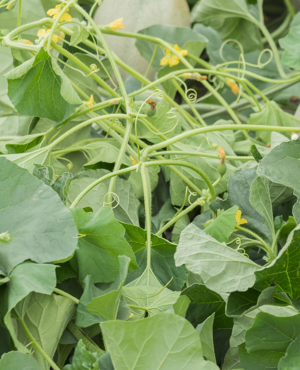 Diseases are a significant cause of crop loss in melons, and although there have been significant IPM advances in disease control since 2003, new challenges have emerged.