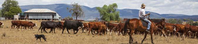 Australian cattle Industry projections October Update KEY POINTS Tightest cattle supplies in 2 years Up to 4% herd decline in parts of western Queensland Live cattle exports constrained by