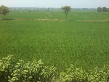 National Wheat, FASAL- Odisha District-State-National