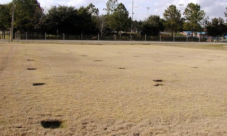 View of different plots where no evident turfgrass