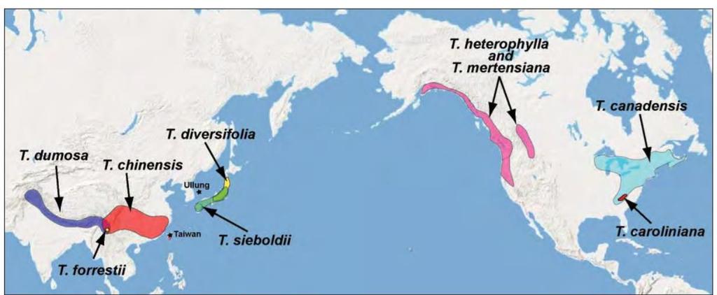 Map of Hemlock Species Worldwide