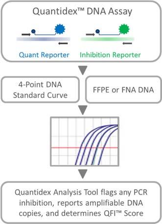 Overview of the Quantidex DNA Assay workflow Kit Components Reagents Supplied with this Kit Item # Description Volume Storage Temp 49539 Quantidex DNA Assay 145336 Quant Primer Probe Mix 50