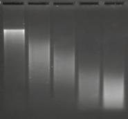 gdna Total RNA Ultra pure From FFPE Ultra pure Contaminated with gdna Contaminated with Phenol Absorbance spectra Total absorbance (A 260 ) 2.02 5.19 3.42 2.05 6.56 Total nucleic acids (ng/µl) 100.