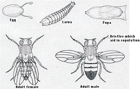 2. Drosophila melanogaster Within a few years of the rediscovery of Mendel's rules in 1900, Drosophila melanogaster (the so-called fruit fly) became a favorite "model" organism for genetics research: