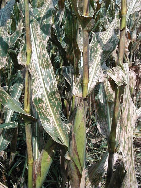 Corn-on corn issues Disease occurrence Diseases documented to be more severe in corn following corn Seedling diseases Gray leaf