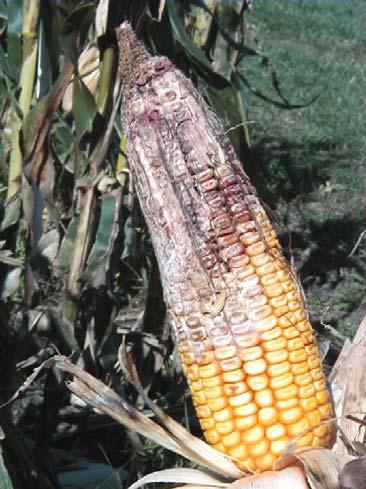 Corn-on corn issues Disease
