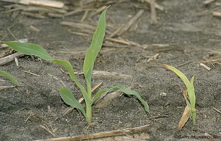 Corn-on corn issues Stand establishment Corn into corn residue vs.