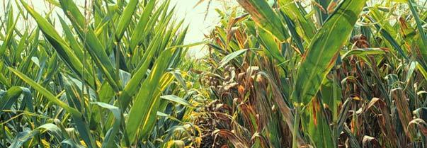 Needed tools for managing corn-on-corn acres Range of hybrid choices with insect-resistance