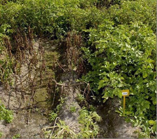 Yield stability also contributes to agricultural efficiency 13 control improved Late blight is a serious potato disease Wild potato resistant against this