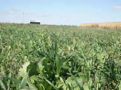 Economics of Efficient N Use N fertilizer is a high energy and cost input for corn Reduce input per unit output with Crop rotation, cover crops, manure management, banding, less fall application,