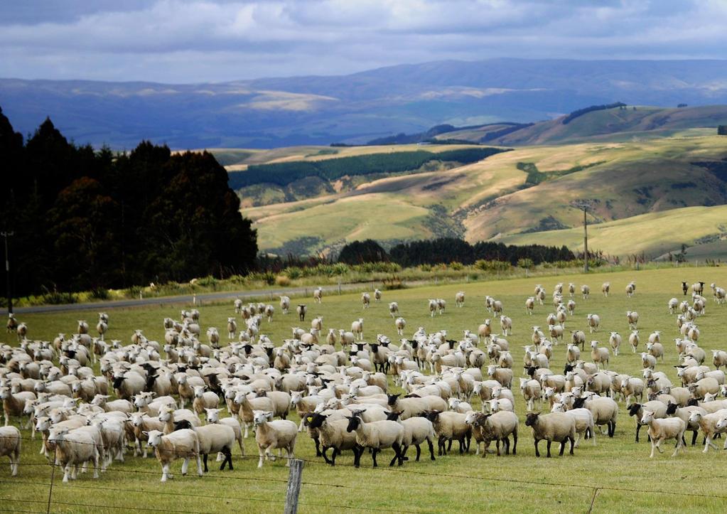 2018 Another Good Year Favourable market conditions should underpin a second year of broad-based profitability for New Zealand agriculture.