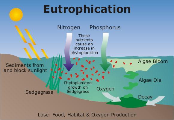 Eutrophication Process of increased productivity of a lake Over enrichment of water with nutrients such as nitrogen and