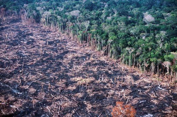 Human Impact On the Cycle Deforestation: clearing of trees, transforming a forest