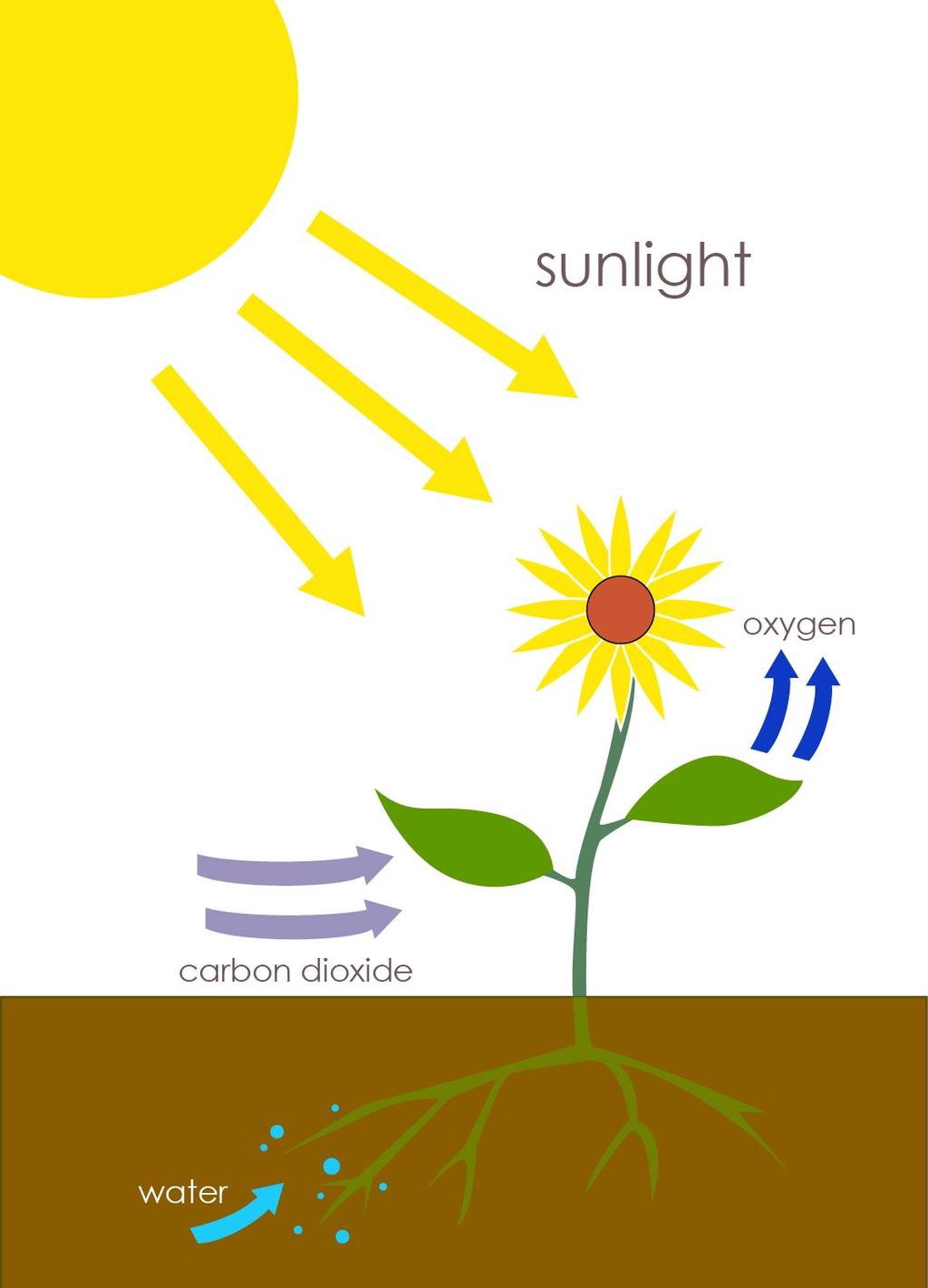 Photosynthesis First Step of the Cycle The process used by plants to convert solar energy into chemical energy Plants