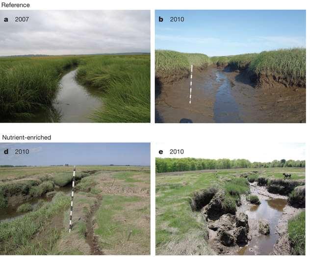 Case study 2: Interactive effects of increased inundation and nutrient loading on Spartina maritima in the NE Adriatic Sea 9 years of