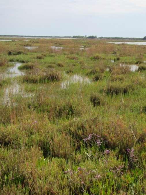 Saltmarsh vegetation provide habitat & ecosystem services