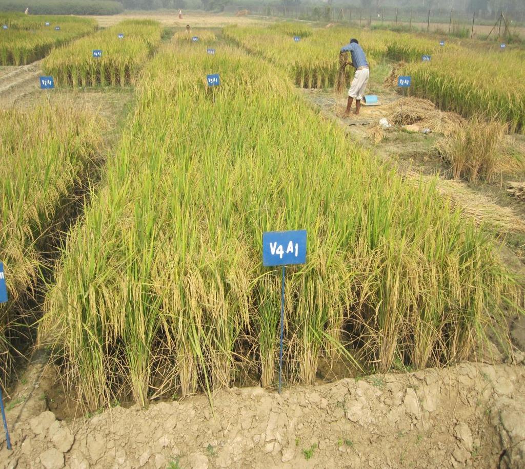 SRI System of Rice Intensification (SRI) is a pro-poor option, gaining farmers acceptance globally as well as nationally.