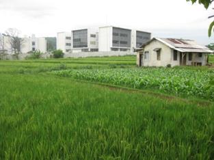 from the settlements, whereas paddy fields