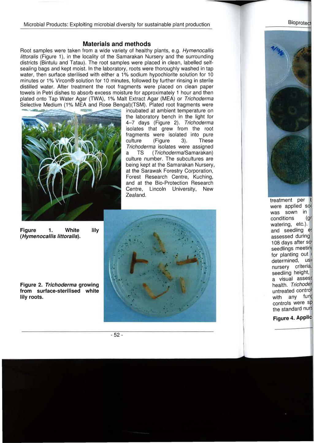 Microbial Products: Exploiting microbial diversity for sustainable plant production Materials and methods Root samples were taken from a wide variety of healthy plants, e.g. Hymenocallis littorajis (Figure 1), in the locality of the Samarakan Nursery and the surrounding districts (Bintulu and Tatau).