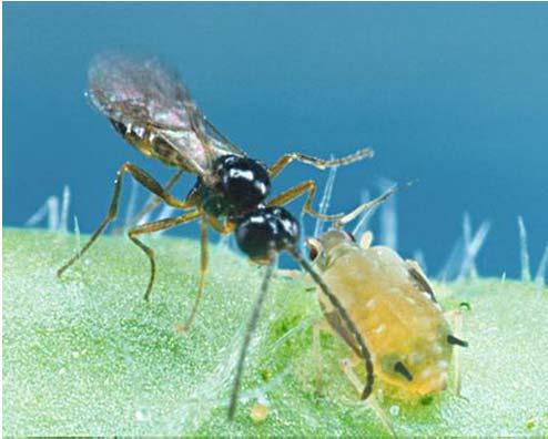 BIOLOGICAL CONTROL Pests often arrive