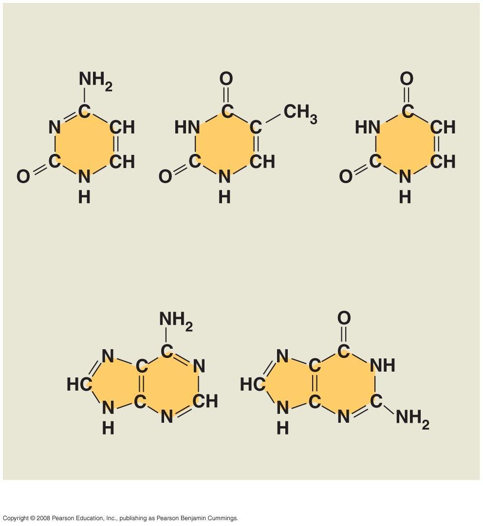 Fig. 5-27c-1 Nitrogenous bases Pyrimidines Cytosine (C) Thymine (T, in DNA) Uracil