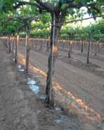 Best Rates and Practices Annuals Number of applications: 4 Interval: 10-15 days Application Rate: see drip irrigation application chart Timing: Start at plant or first irrigation and continue through