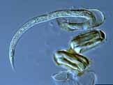 Resistance Management Nematode populations may be as high as thousands of individuals per 2 ounces of soil.