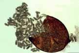 (pin nematodes) Rotylenchulus spp. (reniform nematodes) Xiphinema spp. (dagger nematodes) Belonolaimus spp.