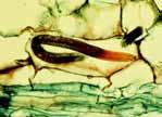(stunt nematodes) Hoplolaimus spp. (lance nematodes) Rotylenchus spp. (spriral nematodes) Heliocotylenchus spp.
