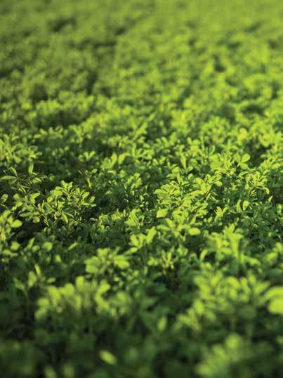 Journey 372HY Brand Alfalfa A second-generation hybrid characterized by its aggressive growth of thick, leafy stands and fine stems.