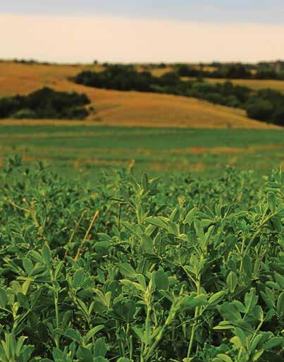 Better Seed - Better Returns Quality Genetics Pay! Journey 372HY Alfalfa Seed cost: $5.95/lb $89.25/acre at 15 lb/acre $22.31/acre/year seed cost over four years Yield: 9.