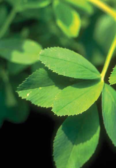 AmeriStand 403T Plus Alfalfa Increased resistance to the crown-rot complex boosts this variety s potential for higher yields, stand establishment and persistance.
